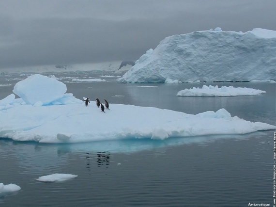 grand-nord​-antarctiq​ue-manchot​-img